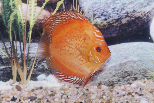 Discus Stendker Pigeon Blood - 14.