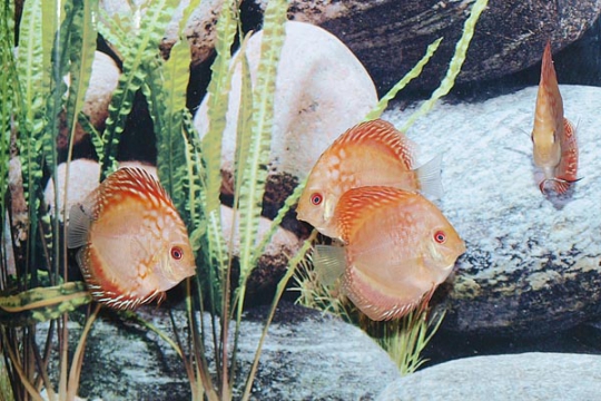 Discus Stendker Pigeon Blood red - 8.