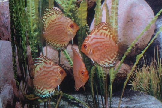 Discus Stendker Pigeon Blood silver - 8.