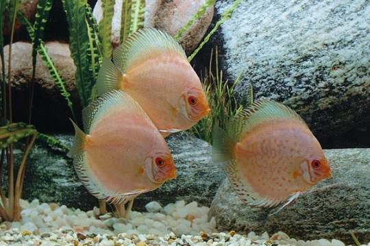 Discus Stendker Pigeon Blood silver - 10.