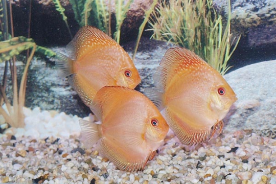 Discus Stendker Pigeon Blood snake - 8.