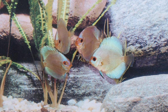 Discus Stendker Blue Diamond I - 6,5.