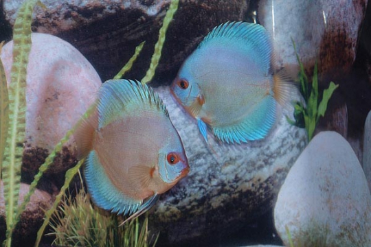 Discus Stendker Blue Diamond I - 10.