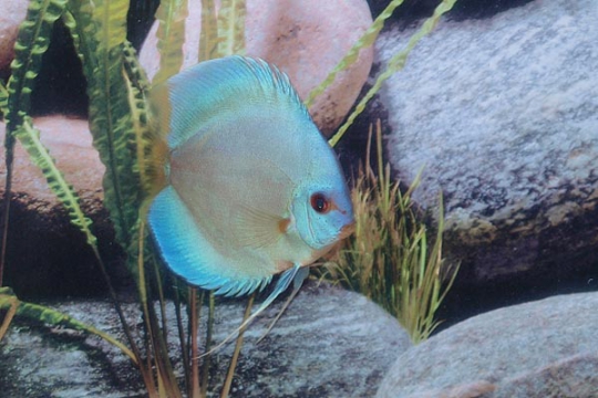 Discus Stendker Blue Diamond I - 12.