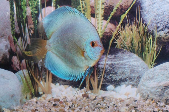 Discus Stendker Blue Diamond I - 14.