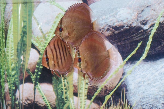 Discus Stendker Alenquer - 8.