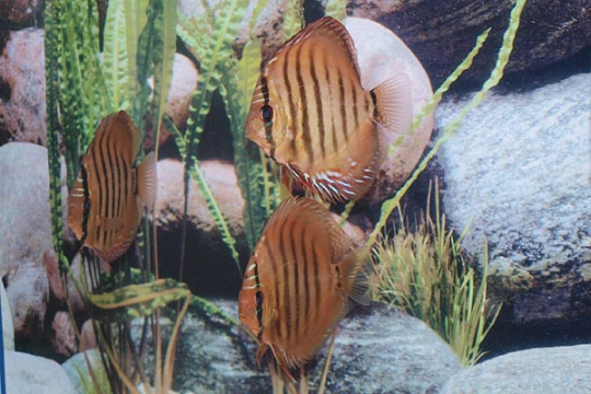 Discus Stendker Alenquer - 10.