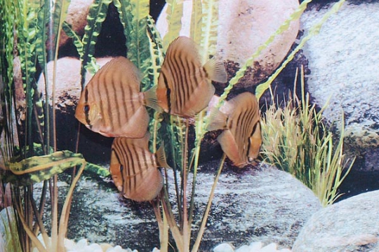 Discus Stendker Santarem - 6,5.