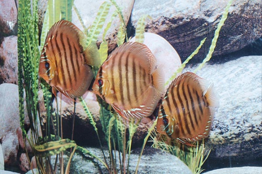 Discus Stendker Santarem - 10.