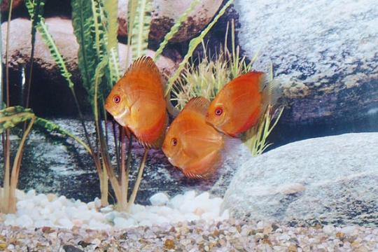 Discus Stendker Marlboro red - 6,5.