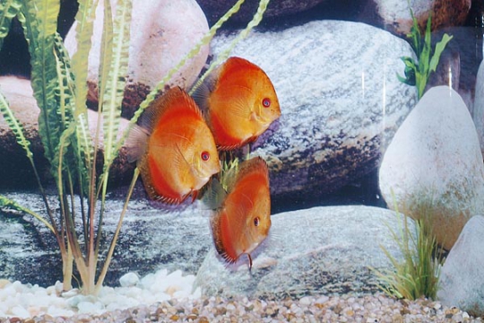 Discus Stendker Marlboro red - 8.