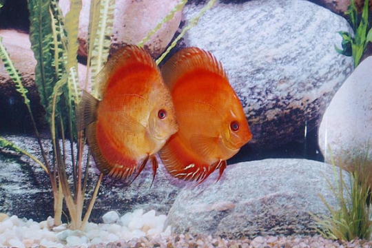 Discus Stendker Marlboro red - 10.