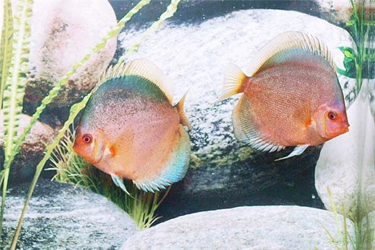 Discus Stendker Dark Angel - 10.