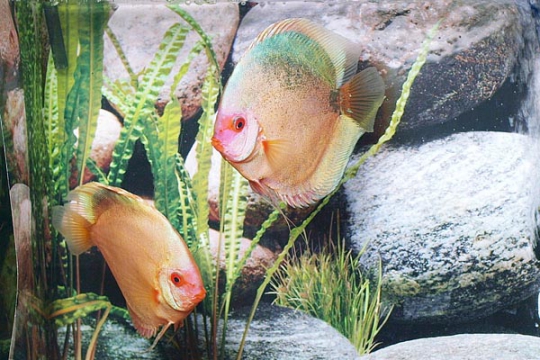 Discus Stendker Dark Angel - 14.