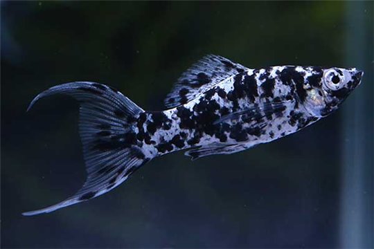 Molly dalmatien lyre 4-5,8 cm