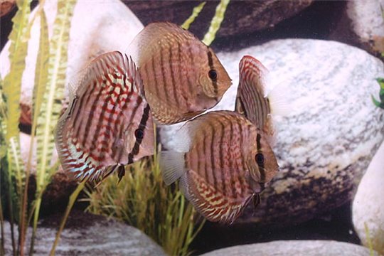 Discus Stendker Red Scribbelt - 8.