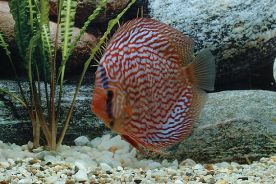 Discus Stendker Red Scribbelt - 14.