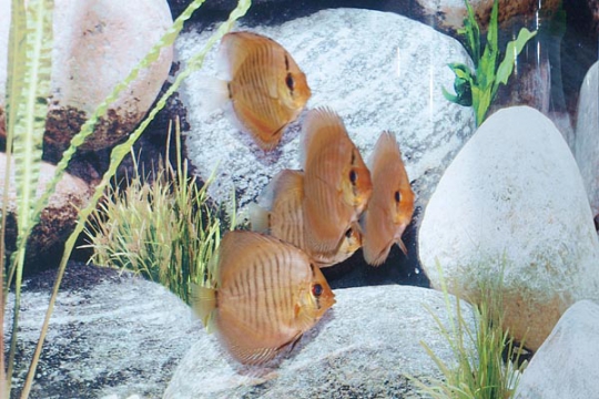 Discus Stendker Snake skin red - 6,5.