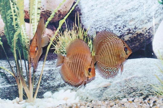Discus Stendker Snake skin red - 8.
