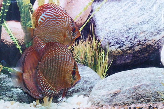 Discus Stendker Snake skin red - 10.