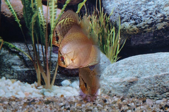 Discus Stendker Snake skin blue - 6,5.