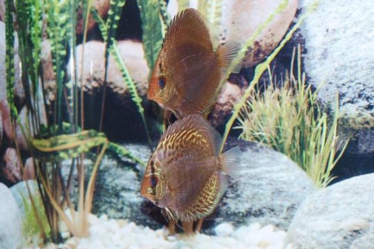 Discus Stendker Snake skin blue - 8.
