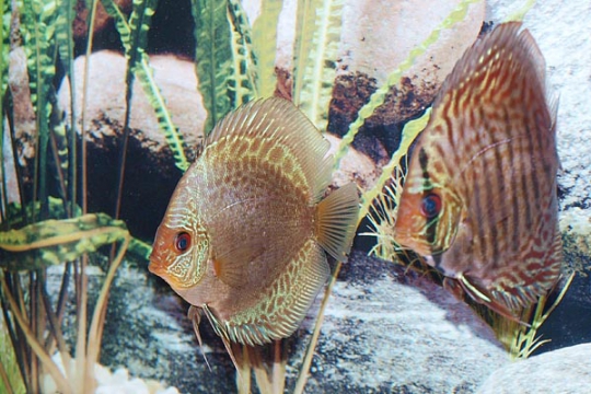 Discus Stendker Snake skin blue - 10.