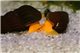 Escargot Tylomelania sp. (corps orange) 3-6 cm