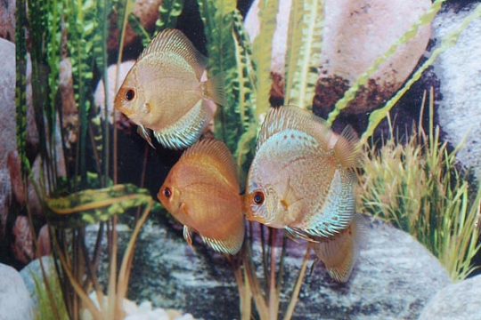 Discus Stendker Solid x Snake - 6,5.