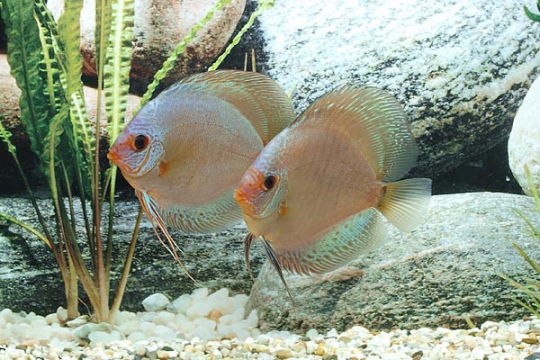 Discus Stendker Solid x Snake - 10.