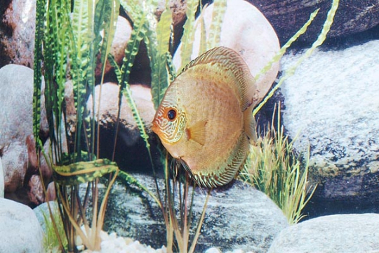 Discus Stendker Solid x Snake - 12.