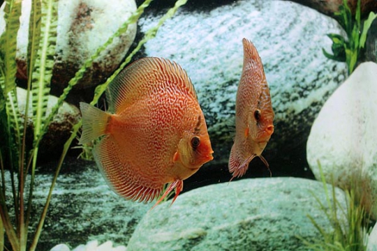 Discus Stendker Leopard Snake skin - 10.