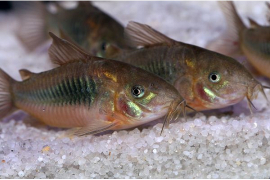 Corydoras aeneus - ML