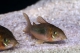 Corydoras aeneus - L