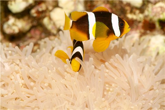 Amphiprion clarkii élevage 4-6 cm