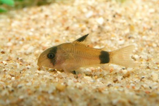 Corydoras panda - ML