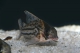 Corydoras schwartzy - L