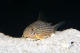 Corydoras sterbai (élevage) - L