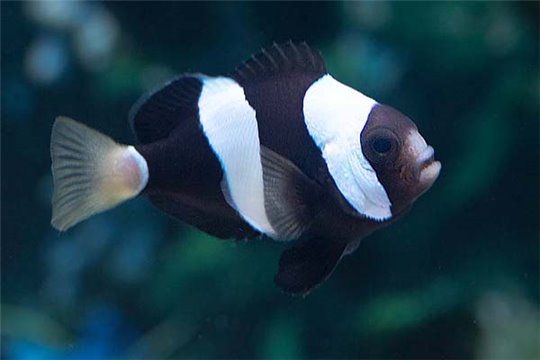 Amphiprion clarkii élevage 3-3,5 cm