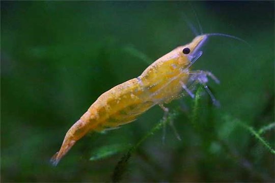 Crevette Neocaridina davidi sakura "Sunkist orange" 1-1,5 cm