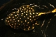 L018 gold Nugget Hypostomus - 6-8.