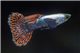 Guppy mâle prémium Chili red platinium mosaic big ear - L