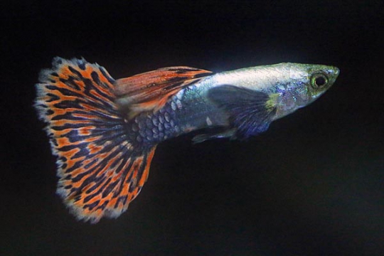 Guppy mâle prémium Chili red platinium mosaic big ear - L