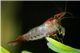 Crevette Carid. Hetero. Var. "rili shrimp" L