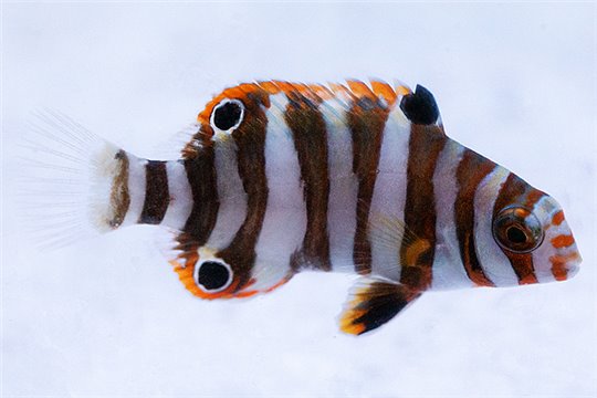 Choerodon (lienardella) fasciatus élevage 4-6 cm