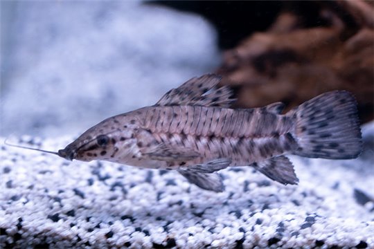 Megalechis thoracata 4-5 cm