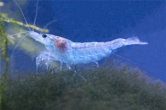Crevette Caridina blue pearl 1-1,5 cm