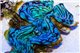Bénitier tridacna squamosa bleu premium élevage 4,5-5,5 cm