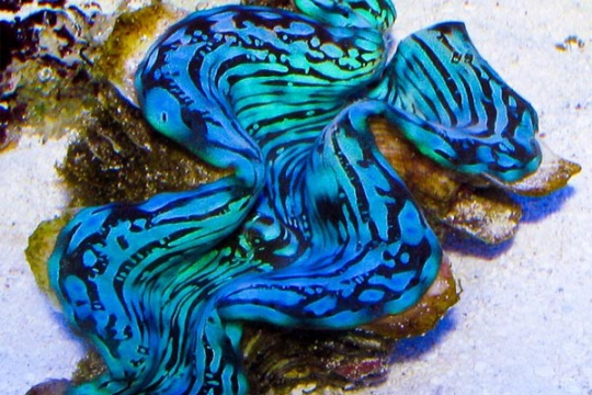 Bénitier tridacna squamosa bleu premium élevage 4,5-5,5 cm