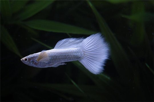 Guppy white platinium 3,5-4 cm